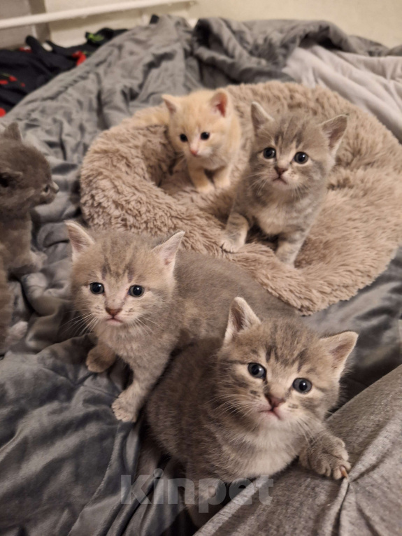 Кошки в Москве: Бублик Мальчик, 2 000 руб. - фото 3