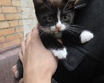 Кошки в Москве: Котенок Бантик ищет дом Мальчик, Бесплатно - фото 1