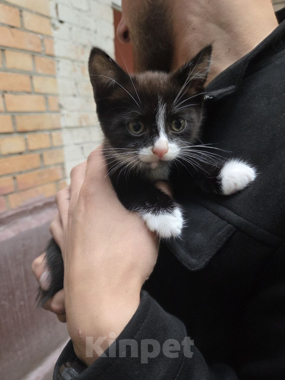 Кошки в Москве: Котенок Бантик ищет дом Мальчик, Бесплатно - фото 1