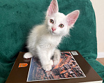 Кошки в Москве: Котенок в добрые руки Девочка, Бесплатно - фото 5