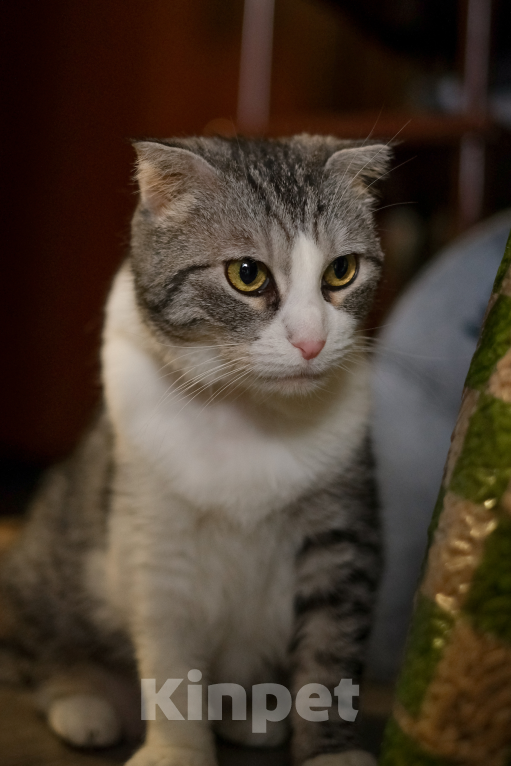 Кошки в Санкт-Петербурге: Зена из приюта Девочка, Бесплатно - фото 6