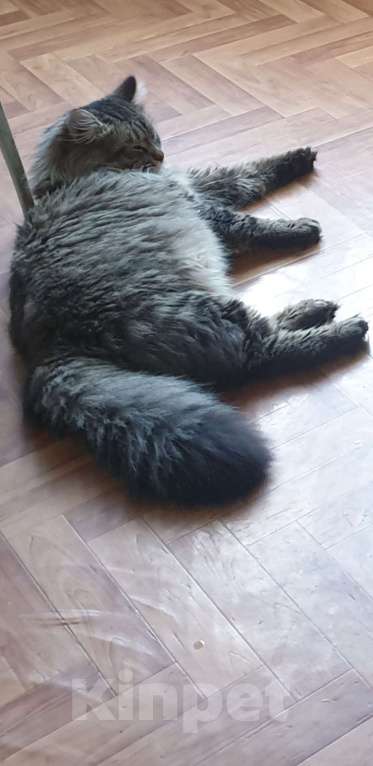 Кошки в Москве: Кот для вязки Мальчик, 1 руб. - фото 3