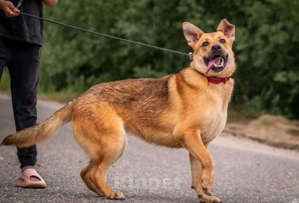 Собаки в других городах Владимирской области: Наидобрейшая и контактная девчонка Ханни в поисках семьи  Девочка, Бесплатно - фото 1