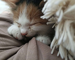 Кошки в Михайловске: Котëнок 3-4 месяца Девочка, Бесплатно - фото 1