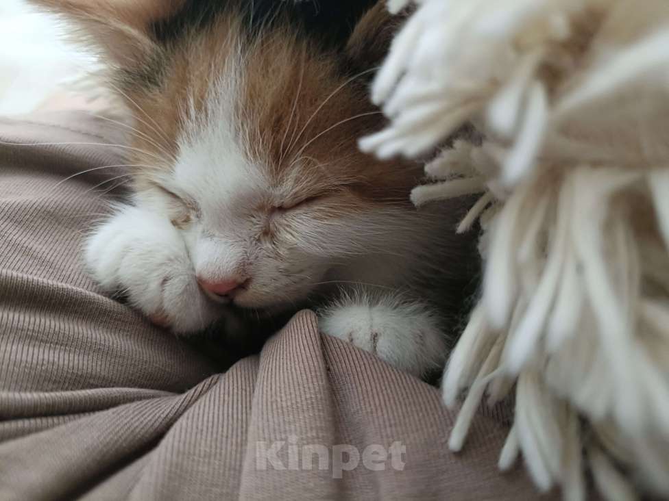 Кошки в Михайловске: Котëнок 3-4 месяца Девочка, Бесплатно - фото 1