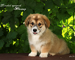 Собаки в Мытищах: Щенки вельш-корги пемброк Мальчик, 90 000 руб. - фото 1
