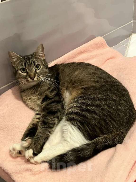 Кошки в Москве: Селин ищет семью Девочка, Бесплатно - фото 2