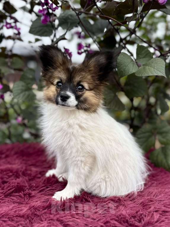 Собаки в других городах Владимирской области: Папийон девочка Девочка, 90 000 руб. - фото 2