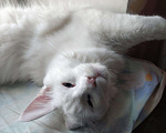 Кошки в Малоархангельске: Котята Мейн куна, 8 000 руб. - фото 2
