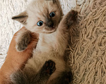 Кошки в Первоуральске: Отдам котят пушистых в добрые руки  Мальчик, 5 руб. - фото 5