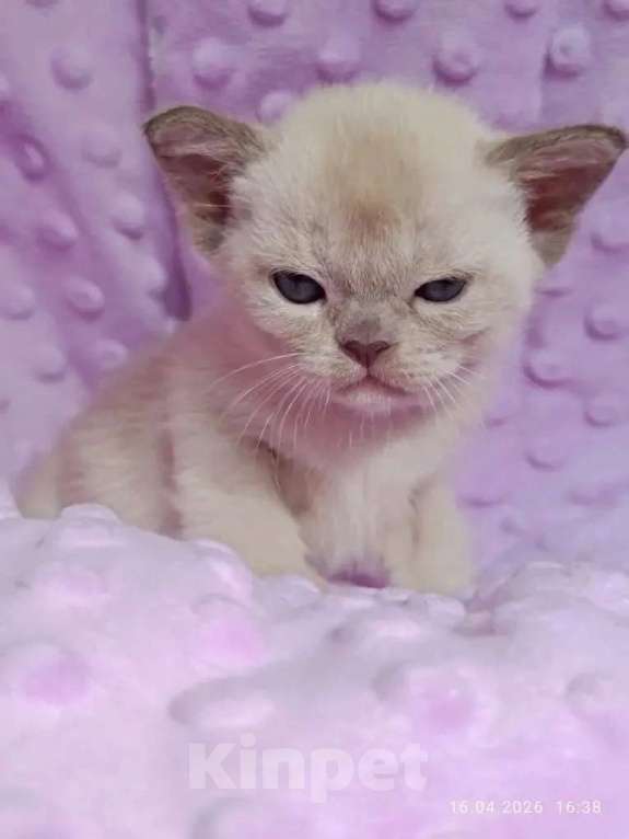 Кошки в Саратове: Шоколадные котята питомника Almira RU Разнополые, 75 000 руб. - фото 2