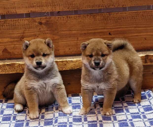 Собаки в Москве: Сиба ину. Щенки. Девочка, 50 000 руб. - фото 4