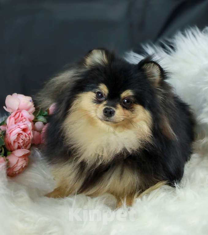 Собаки в Москве: Продаётся очаровательная  малышка - шпиц Девочка, 100 000 руб. - фото 4