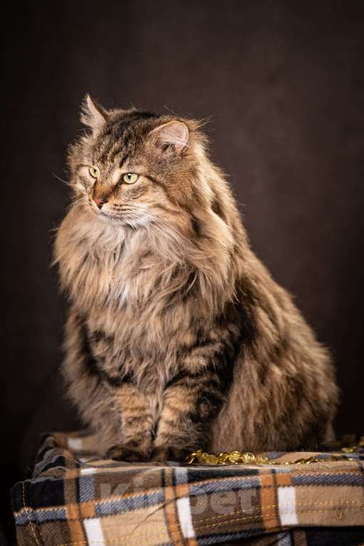 Кошки в Клине: Муфаса — благородный лев в облике кота Мальчик, Бесплатно - фото 7