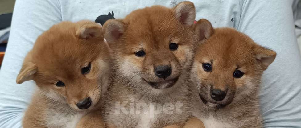 Собаки в Сертолово: Кобель Сиба щенок Мальчик, 60 000 руб. - фото 1