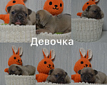 Собаки в Сергиеве Посаде: Щенок Французского бульдога Девочка, 70 000 руб. - фото 1