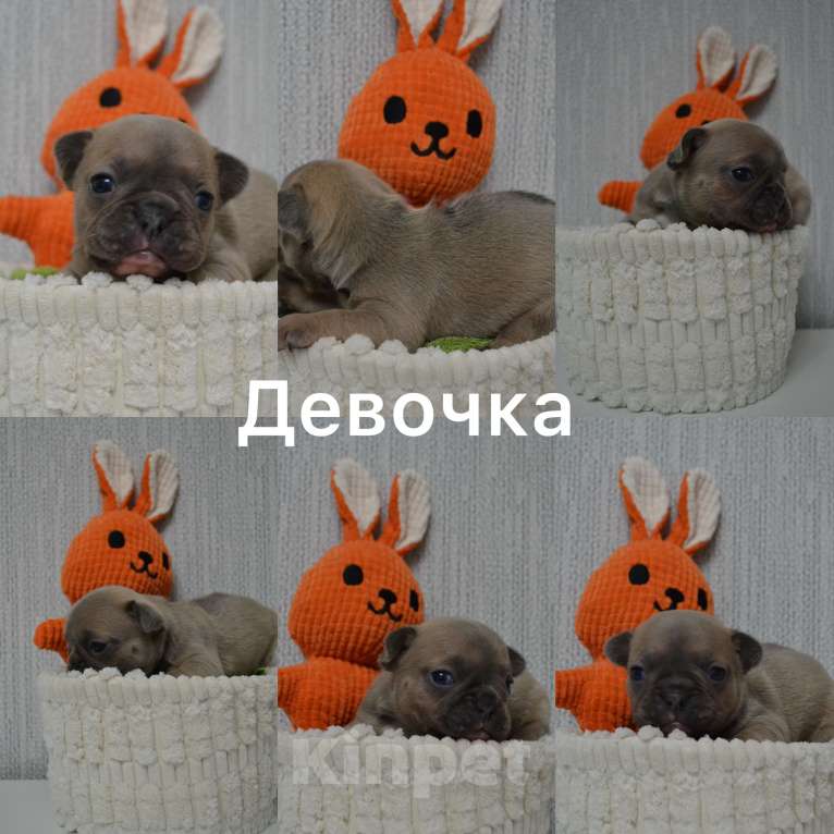 Собаки в Сергиеве Посаде: Щенок Французского бульдога Девочка, 70 000 руб. - фото 1