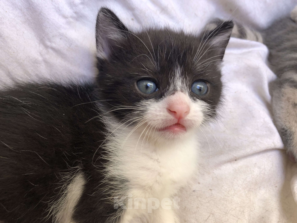Кошки в Туапсе: Котятки в добрые руки Мальчик, Бесплатно - фото 3