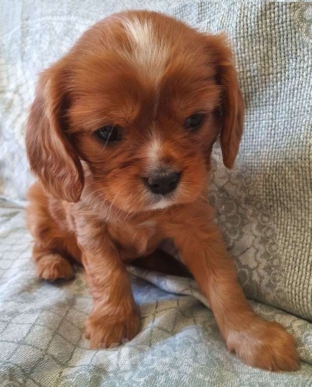 Собаки в других городах Московской области: Предлагаем вам стать владельцем щенка королевской породы Девочка, 80 000 руб. - фото 4