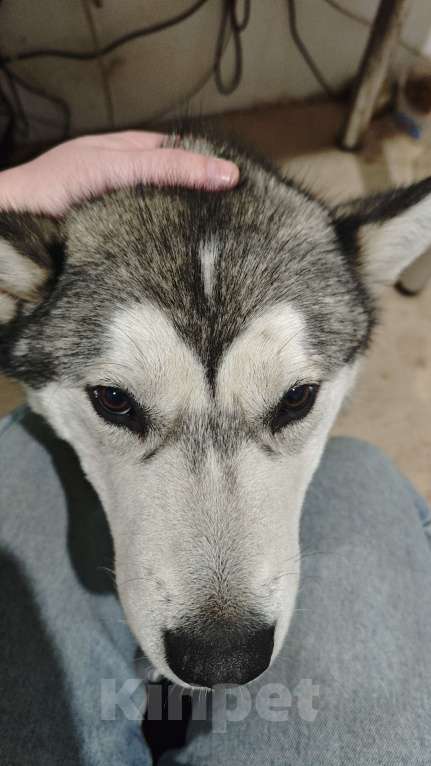 Собаки в других городах Московской области: Найден хаски Мальчик, Бесплатно - фото 7