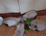 Кошки в Нерюнгри: Котята 1 месяц ищут хозяина Девочка, 1 руб. - фото 8