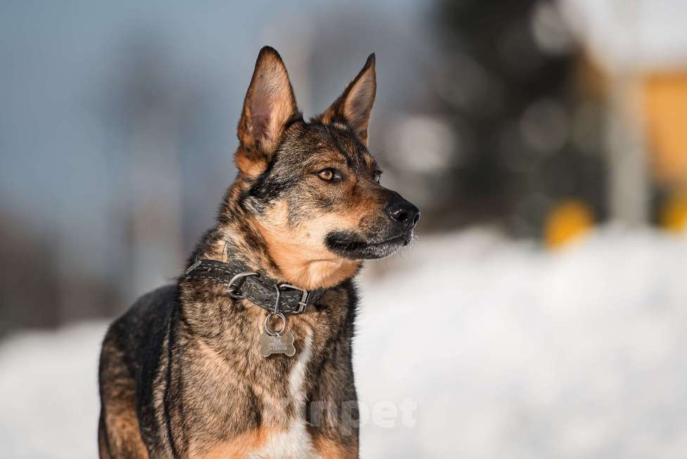 Собаки в Сергиеве Посаде: Скромный Рон, метис овчарки ищет дом  Мальчик, 10 руб. - фото 5