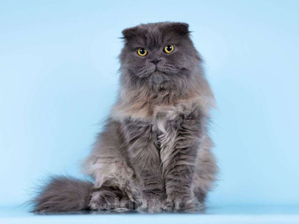 Кошки в Москве: Ласковый кот Помпон в добрые руки Мальчик, Бесплатно - фото 1