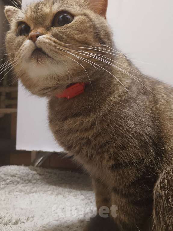 Кошки в других городах Свердловской области: Кошка Девочка, 15 000 руб. - фото 1