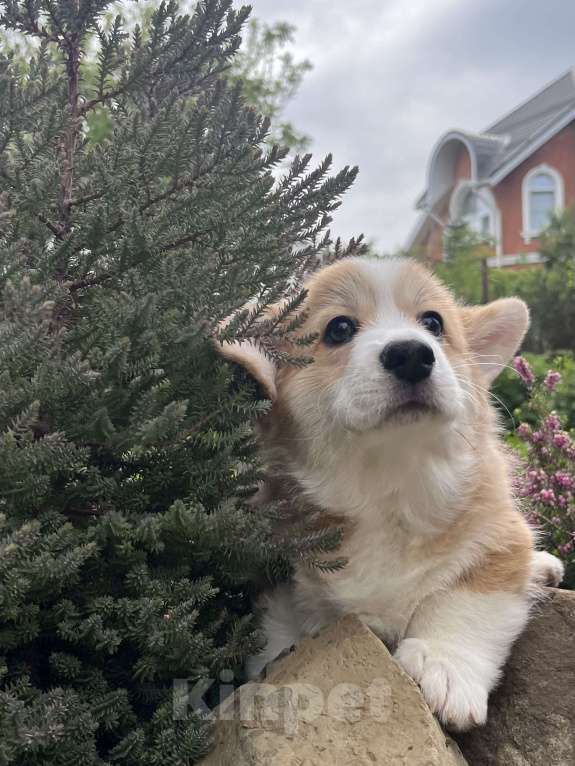 Собаки в Краснодаре: Щенки вельш корги пемброк Девочка, 100 000 руб. - фото 4