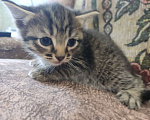Кошки в Перми: Девочка. Котенок Девочка, Бесплатно - фото 2