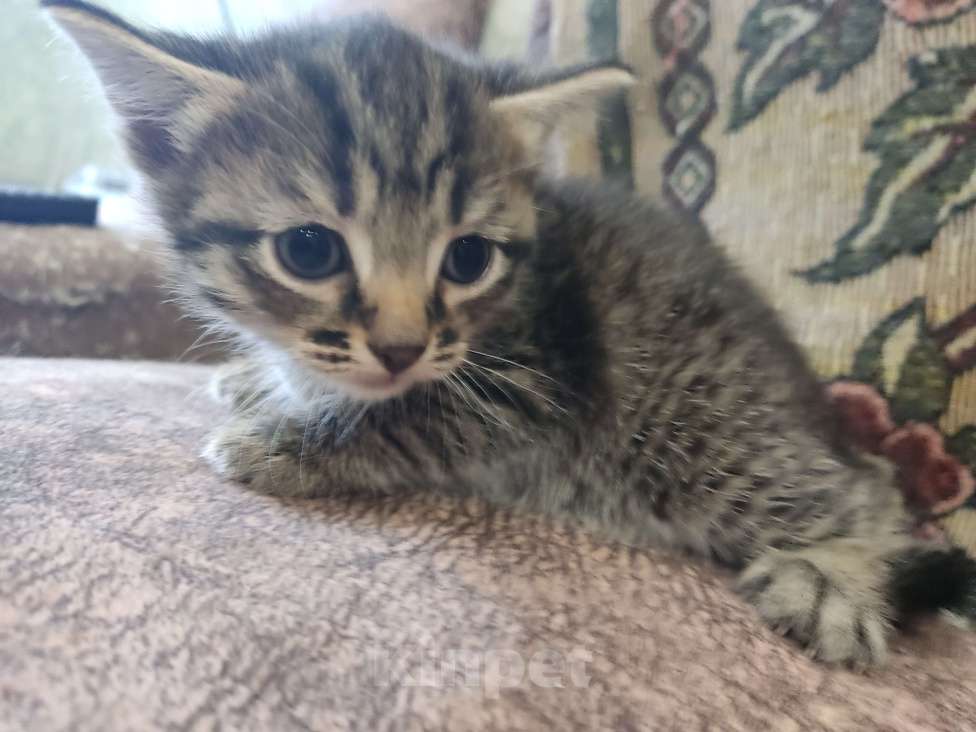 Кошки в Перми: Девочка. Котенок Девочка, Бесплатно - фото 2