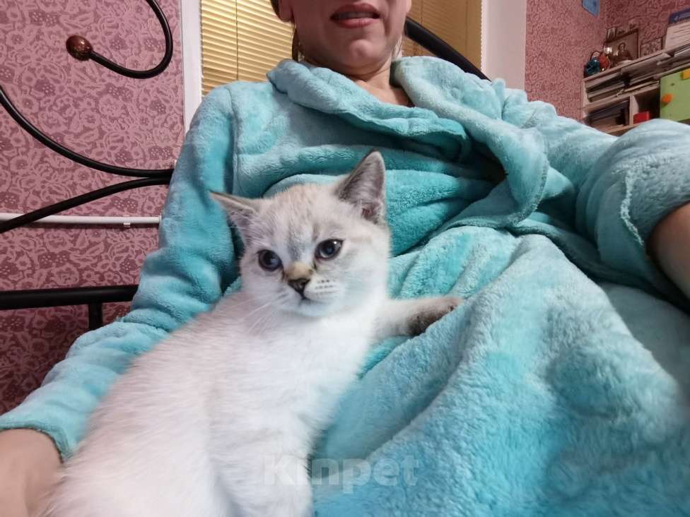 Кошки в Москве: Британские котята  Девочка, 12 000 руб. - фото 3