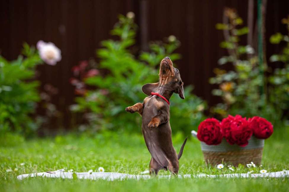 Собаки в Москве: Очаровательный щенок кроличьей таксы  Девочка, 80 000 руб. - фото 6