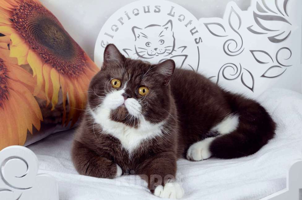 Кошки в Санкт-Петербурге: Британская кошечка шоколадный биколор Девочка, 33 000 руб. - фото 2