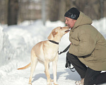 Собаки в Москве: Щенок в добрые руки. Щенок ищет дом. Девочка, Бесплатно - фото 7