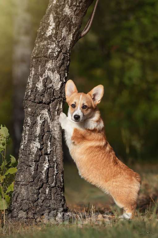 Собаки в Ростове-на-Дону: Вельш корги пемброк Девочка, Бесплатно - фото 1