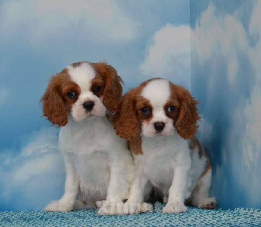 Собаки в Ногинске: Щенки кавалер кинг чарльз спаниель Девочка, Бесплатно - фото 2