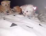 Кошки в других городах Марий Эл: Продаю помесь котят. Папа Шотландский вислоухий, мама Экзот. Девочка, 5 000 руб. - фото 3