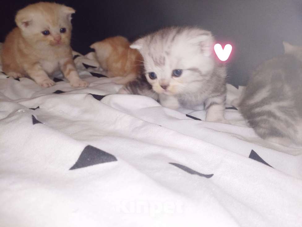 Кошки в других городах Марий Эл: Продаю помесь котят. Папа Шотландский вислоухий, мама Экзот. Девочка, 5 000 руб. - фото 3