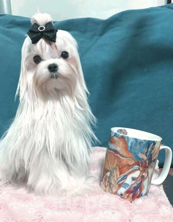 Собаки в Москве: Мальтезе мальчик супер мини Мальчик, 50 000 руб. - фото 3