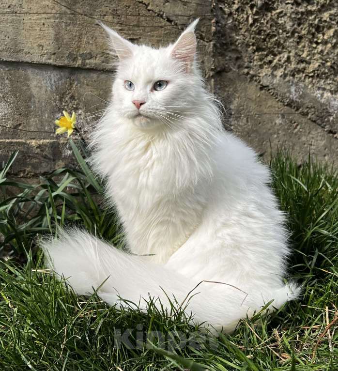 Кошки в Пятигорске: Питомник Affectionate miracle Девочка, Бесплатно - фото 2