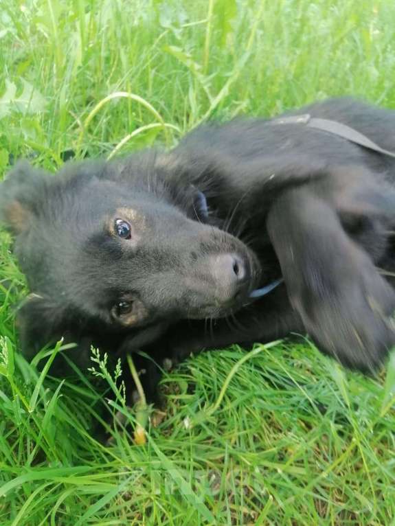 Собаки в Москве: Милый пушистый Коржик ищет семью Мальчик, Бесплатно - фото 4