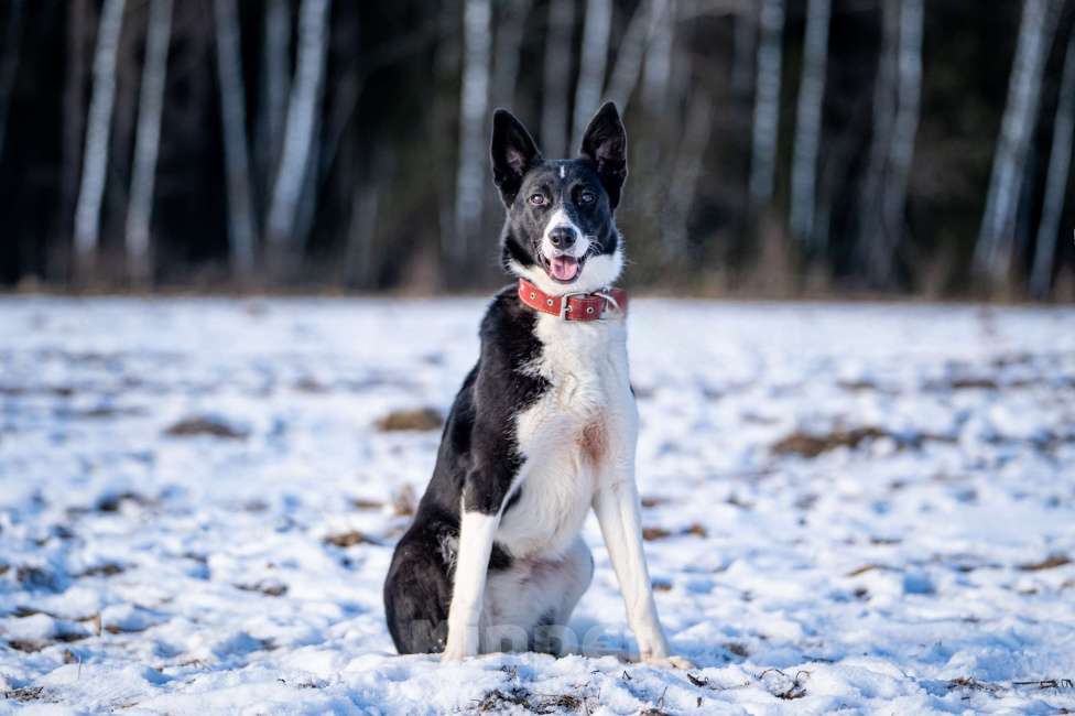 Собаки в Клине: Джоли — звёздная собачка Девочка, Бесплатно - фото 2
