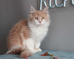Кошки в Екатеринбурге: Рогнеда - котенок мейн-кун Девочка, 10 000 руб. - фото 2