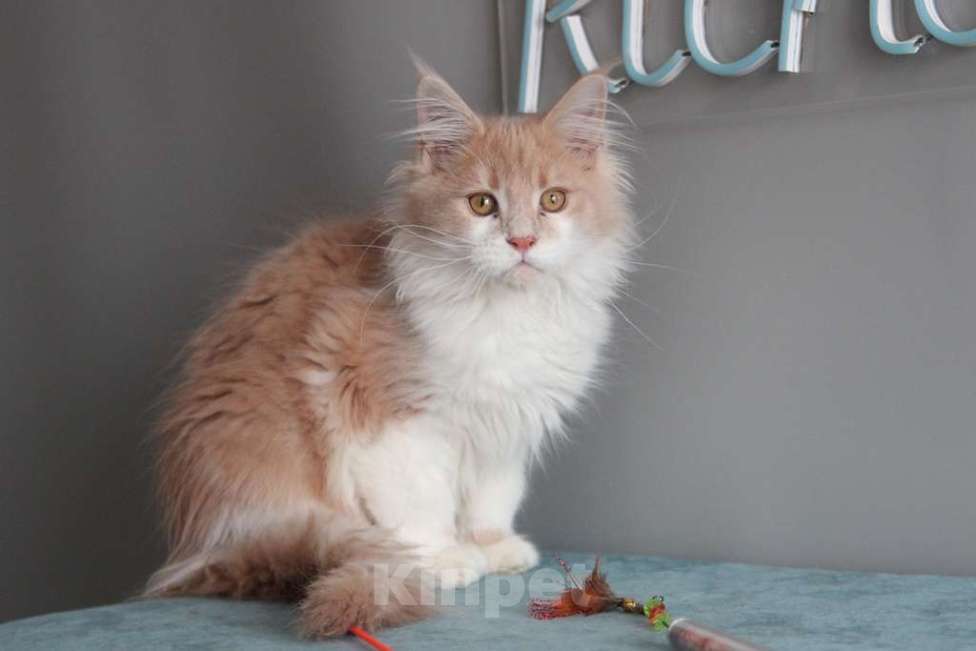 Кошки в Екатеринбурге: Рогнеда - котенок мейн-кун Девочка, 10 000 руб. - фото 2