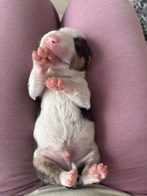 Собаки в Москве: Миниатюрный бультерьер Мальчик, 120 000 руб. - фото 3