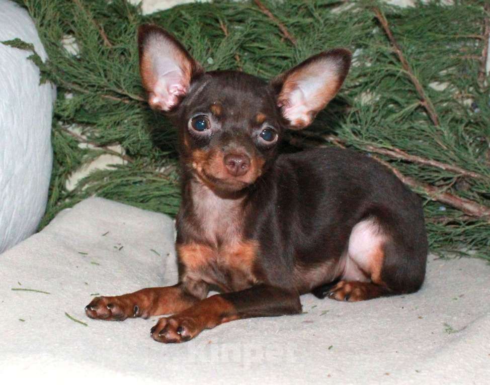 Собаки в Волгограде: Девочка горький шоколад - мини Девочка, 45 000 руб. - фото 5