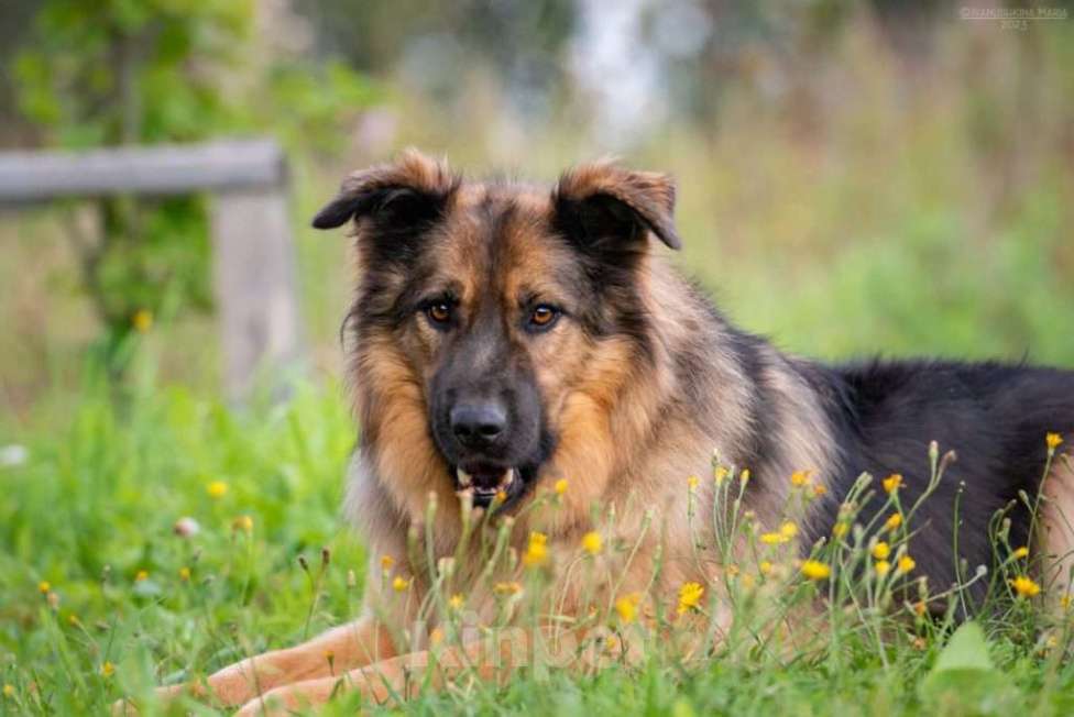 Собаки в Москве: Метис длинношерстной немецкой овчарки Миша ищет дом Мальчик, 1 руб. - фото 4