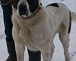 Собаки в других городах Хакасии: Щенки среднеазиатской овчарки алабай Разнополые, 20 000 руб. - фото 4