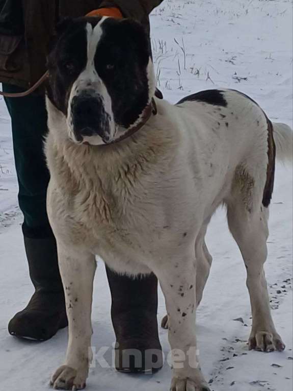 Собаки в других городах Хакасии: Щенки среднеазиатской овчарки алабай Разнополые, 20 000 руб. - фото 4